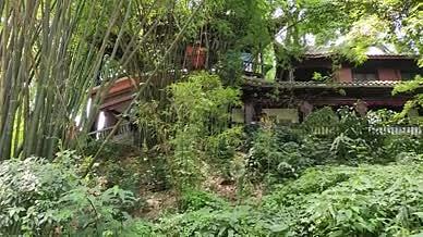 旅行门庭游玩竹林树林拍摄视频的预览图
